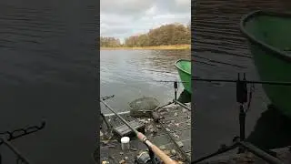 Silberner Herbst - gezielt auf gro&szlig;e Rotaugen #friedfisch #rotauge #angeln #angelnimherbst