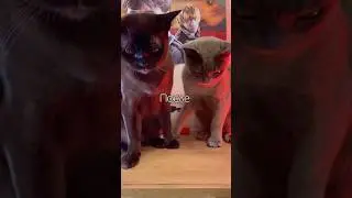 🍗vs🐱#cat#food#animals#iceandtruffle#коты#cats#кот#funny#смешныекоты#смешно