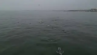 Delfines - Punta Hermosa 🩵