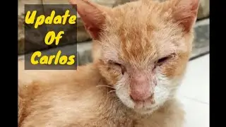 Update Of Carlos. Positive Giardia(protozoa)
