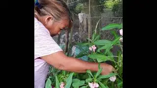 How to harvest balsam seeds