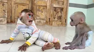 SinSin the monkey was sad when he couldn't meet the poor little monkey