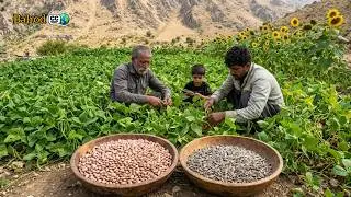 🫛🌿 Organic bean harvest; Nomadic garden works miracles