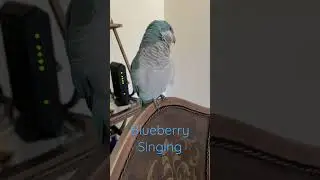 Quaker Parrot Singing