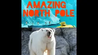 Life at the Top  North Pole Animal Kingdom
