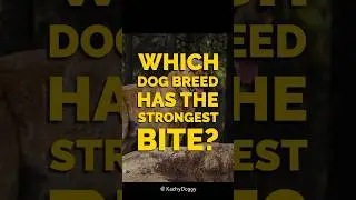 Which Dog Breed Has the Strongest Bite. #shorts