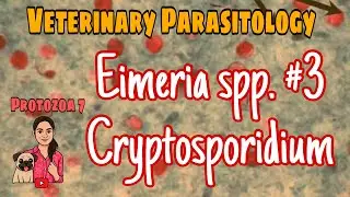 Cryptosporidium | Coccidiosis in pet animals | veterinary parasitology |protozoa 7