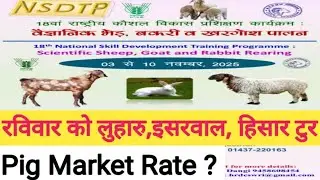 Pig Market Rate Today? रविवार लुहारु,ईशरवाल, शिवानी, हिसार हरियाणा टुर #pigfarming #goatfarming