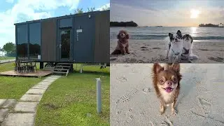 🏝️ Tiny Dogs Staycation at Tiny Houses on Lazarus Island