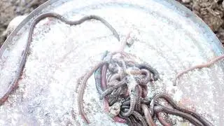 Many earthworms crawled into the soil.