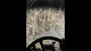 Harvesting corn at our home farm pt. 3￼