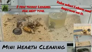 Mini Hearth Cleaning, Aphaenogaster Ants, we clean outworld and the glass, Learn from my mistakes.