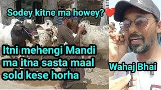 Log itne saste janwar kese lerhy |Finally wahaj Bhai se mil gy hum|@livestockexpo