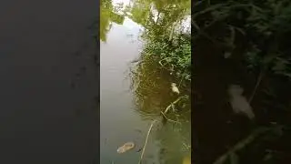 #fishingvideo #fishingbyhook #fishspecies #fish #hookfishingtips #freshwaterfish #hooksfishing #carp