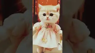 Feline Fashionista: Cat Modeling