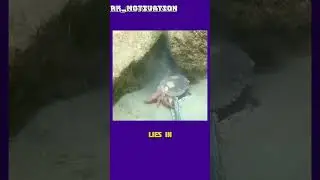The Brave Crab: A Story of Selfless Courage and Sacrifice.