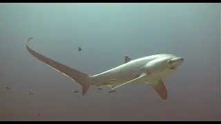 Kimud Shoals - Thresher Shark Diving - Malapascua Philippines