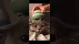 There are 2 different types of cat videos.... || #shorts #memes #cat #subscribe