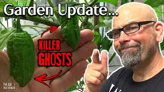 Ghost Peppers are getting BIG!! Garden Update!!
