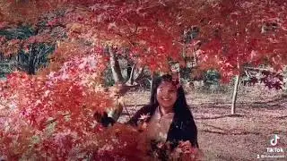 I ❤️ Autumn 🍂🍁🍁🍂 සුන්දර සරත් සමය..🍂|Sakura wehi🌸🌸🍂🍁