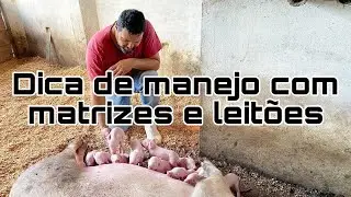 COMO TER SUCESSO NA CRIAÇÃO DE SUÍNOS ! OBTER LEITÕES COM ÓTIMO DESENVOLVIMENTO.