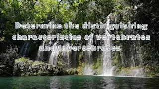Science 6 Reviewer_Determine the distinguishing characteristics of vertebrates and invertebrates