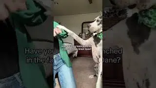 Nothing like a Great Dane paw to the face !