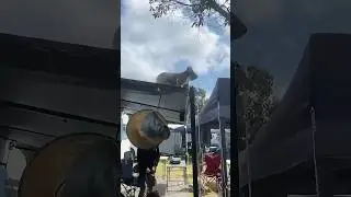 Funny koala behavior 🐨 #youtube #funny #funnyanimals #funnyvideo #koala #funnypets