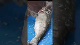silver fish easy cutting #shorts