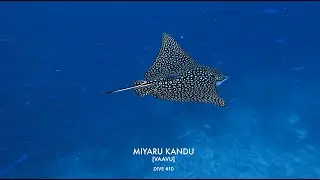 Maldives #10 - Miyaru Kandu [Vaavu atoll]