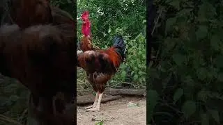 Isso d&aacute; uma raiva #agro #sitio #aves #chicken #galinha #animal