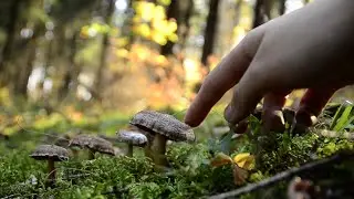 nature ASMR -  🍄 mushrooms and fallen leaves 🍄