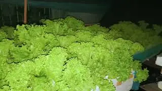 Harvest time (40days)