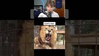 Рёв льва против тигра! #шорты
