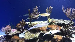 Waking up with our bigfin reef squid for Cephalopod Awareness Days! 🦑☀️