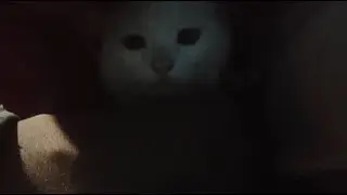 baby cat live