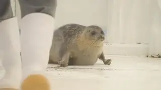 大好きなカッパとワモンアザラシのミゾレちゃん