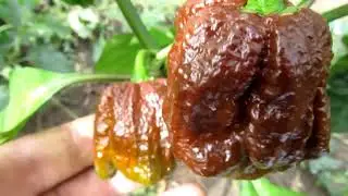 7 pot Trinidad Douglah - Сверх острый сорт перца