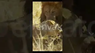 lion शेर वीडियो lion very danger since #attack #video #danger #animals #short #lion #attackvideo