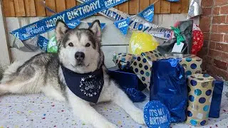 Rescue Dog Learns To Love Opening Presents!
