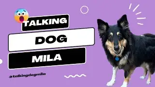 Talking Dog Demands Pets NOW!!
