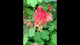 Kentucky in Bloom - Early Season Spring Wildflowers - 2022