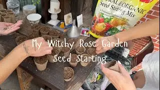 Planting sweet peas & hollyhocks in my Rose Garden