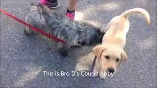 009BroD Brother Dog 2018 Montage New Years Special