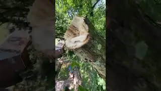 #treecutting #treefelling #treeboi4life Oak Limb Rigging