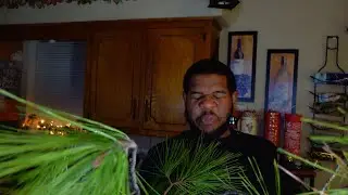 &ldquo;Can We Drink a Tree?&rdquo; Pine Soda Science experiment 🥼🧪 Ep.2 Szn 11 | unboxingpov |