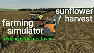 sun flower harvesting full process # fs 18 game # cultivation # seeding# fertilized #harvest👍