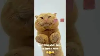 Toe Beans and Noises are Giving LIFE!😭😻🫶✨ #shorts