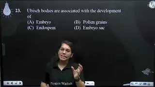 Ubisch bodies are associated with the development of....