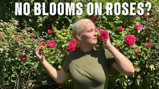 9 Common Reasons Why Your Roses Are Not Blooming🌹